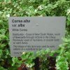 White Correa at Australian Botanic Gardens, Mt Annan